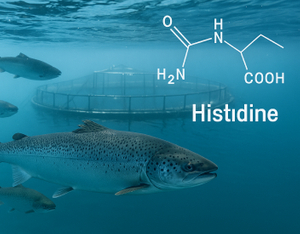 Histidine in Aquatic Animal Nutrition.jpg