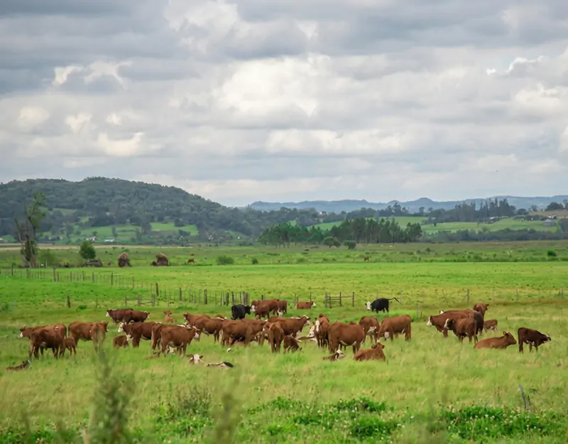 Effects of rumen-protected methionine in beef cattle Auswirkungen von pansengeschütztem Methionin bei Rindern