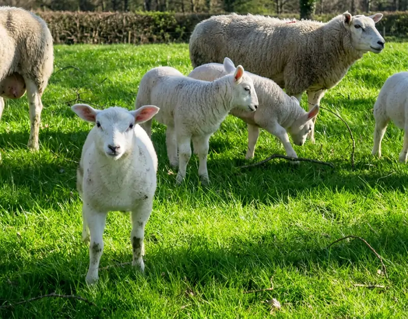 Nutritional effects of rumen-protected methionine in sheep Ernährungseffekte von pansengeschütztem Methionin bei Schafen