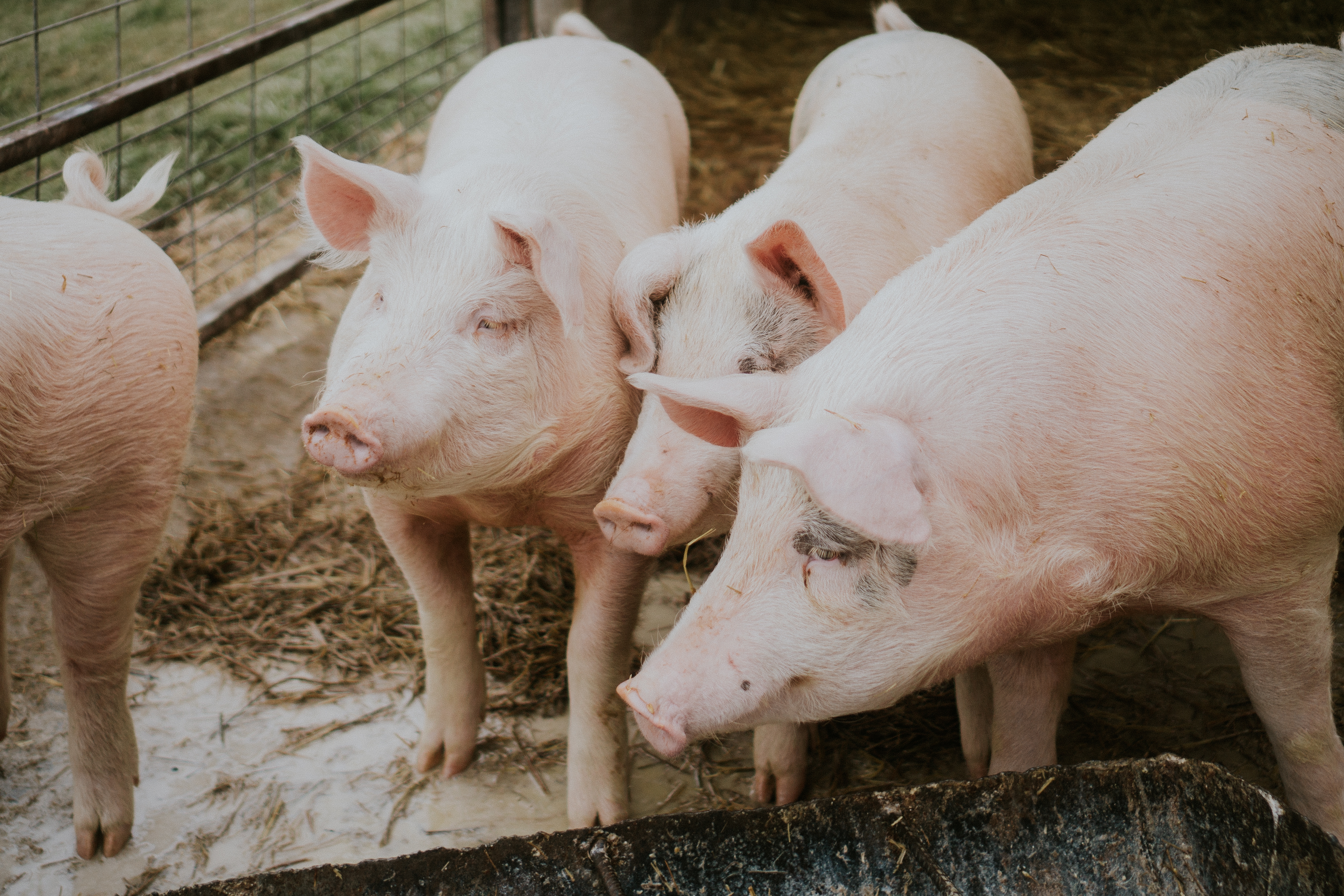 Vormischung für Schweine