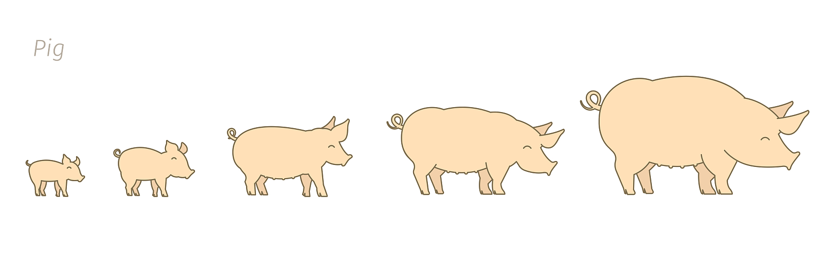 Schweine in verschiedenen Wachstumsstadien