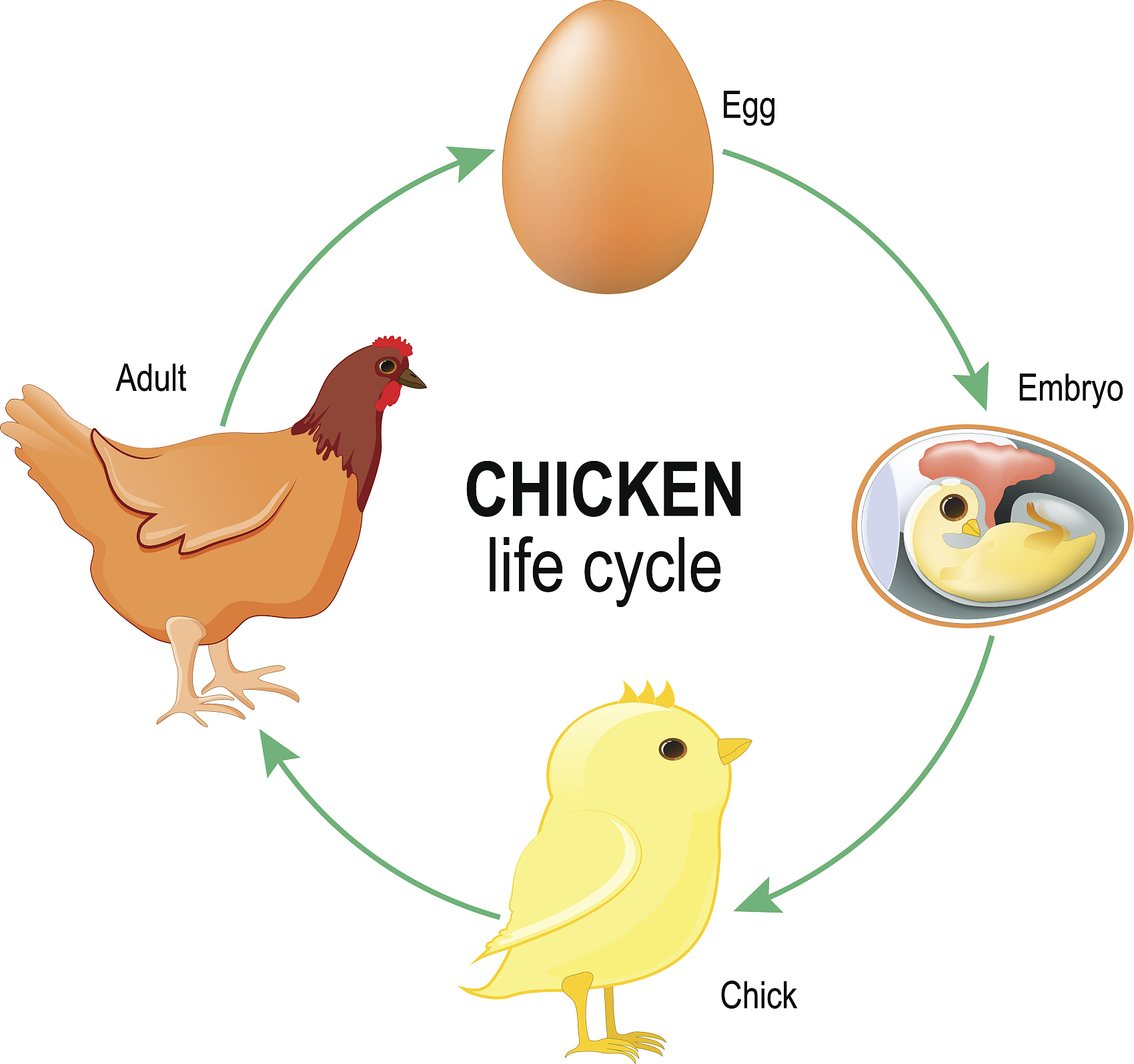 Lebenszyklus von Hühnern