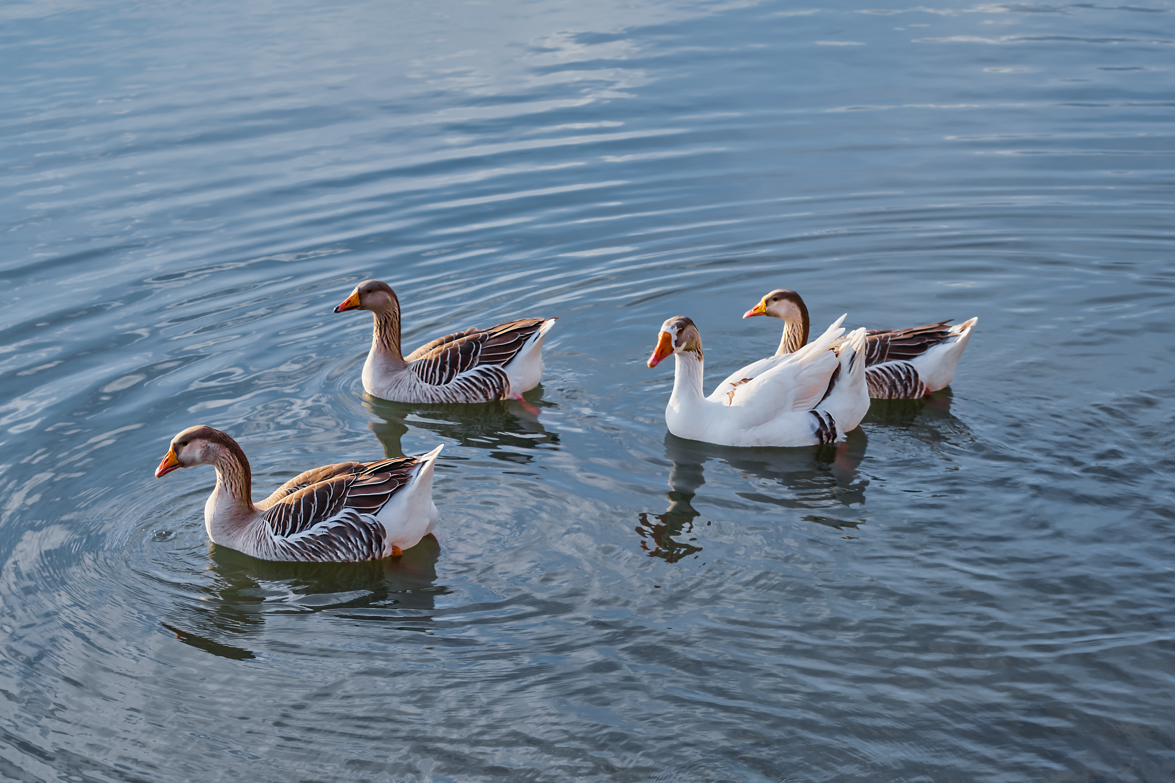 Vormischung für Gans