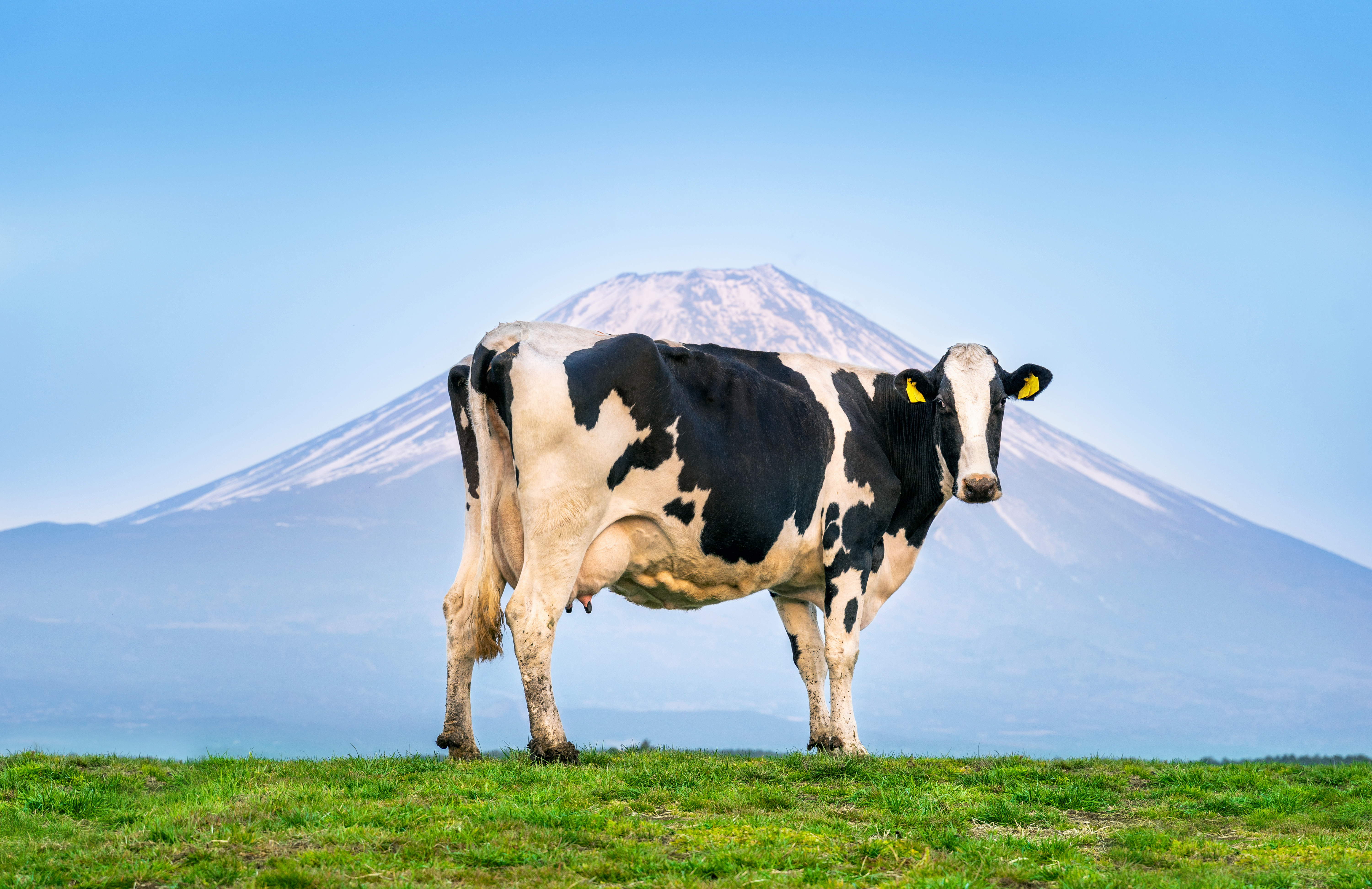 Futterzusätze für Rinder
