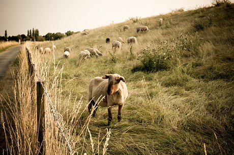 sheep-3568254_640.jpg