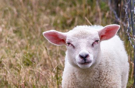 sheep-1508625_640.jpg