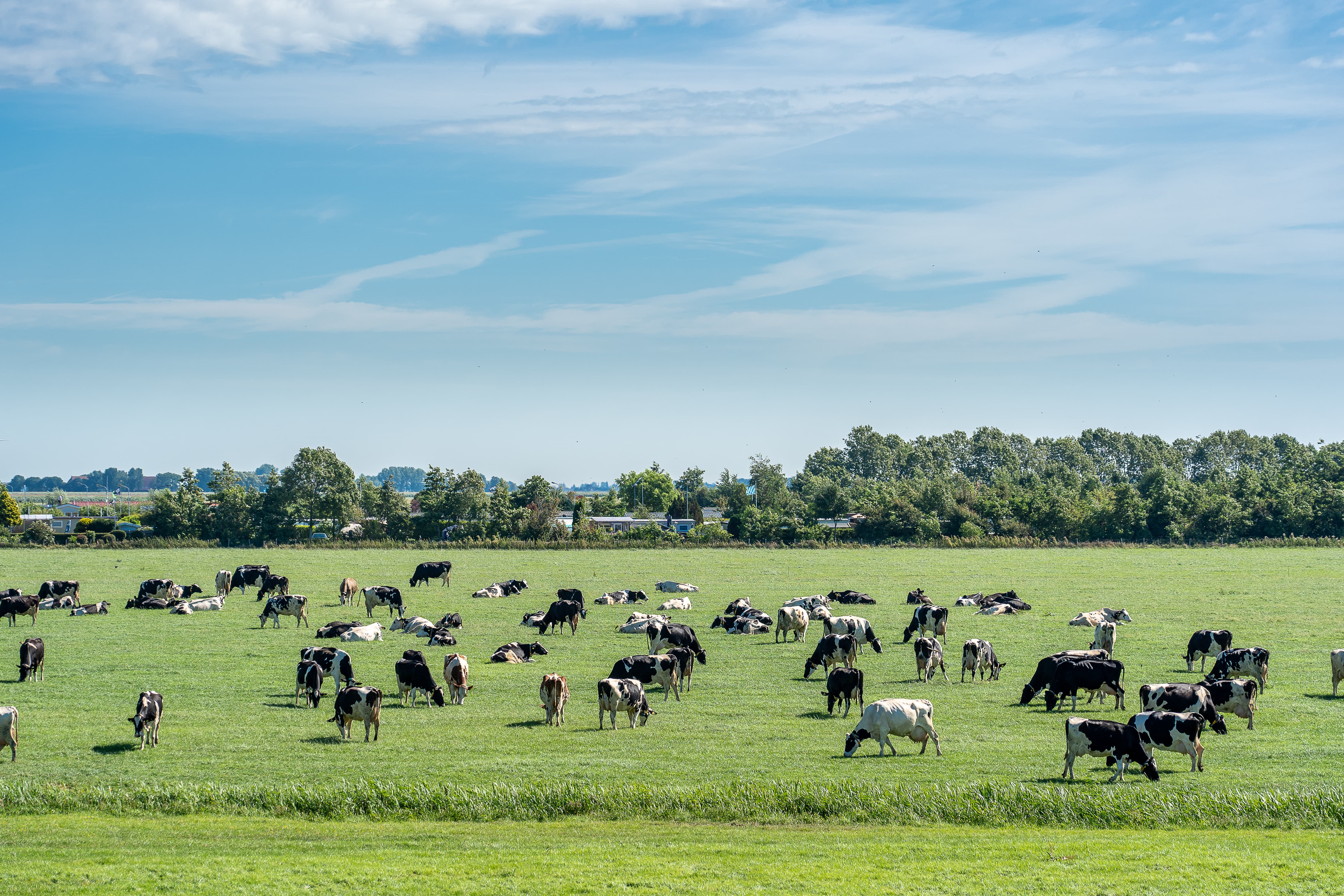 Rinderherde in einer frischen Wiese weideten