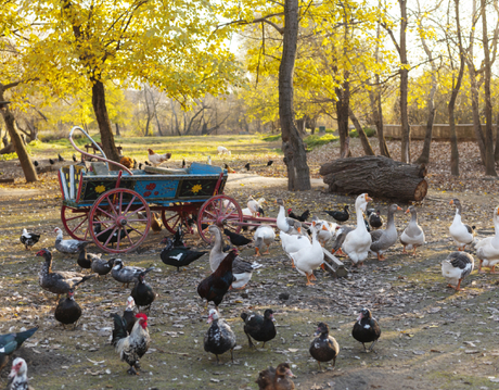 DCP for poultry.jpg