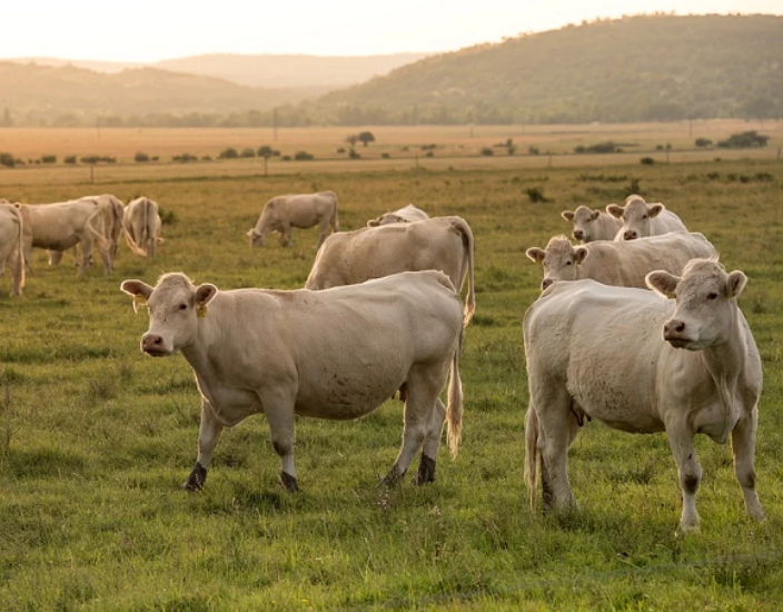 Spurenelemente verbessern die Tierproduktion