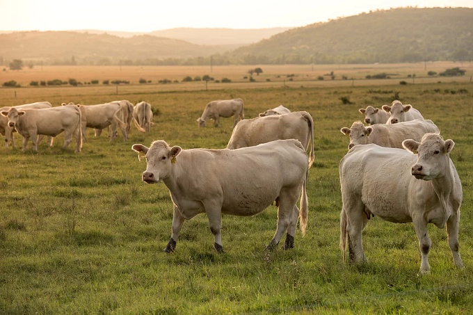 Wie Trace-Element-Feed die Viehproduktion verbessern