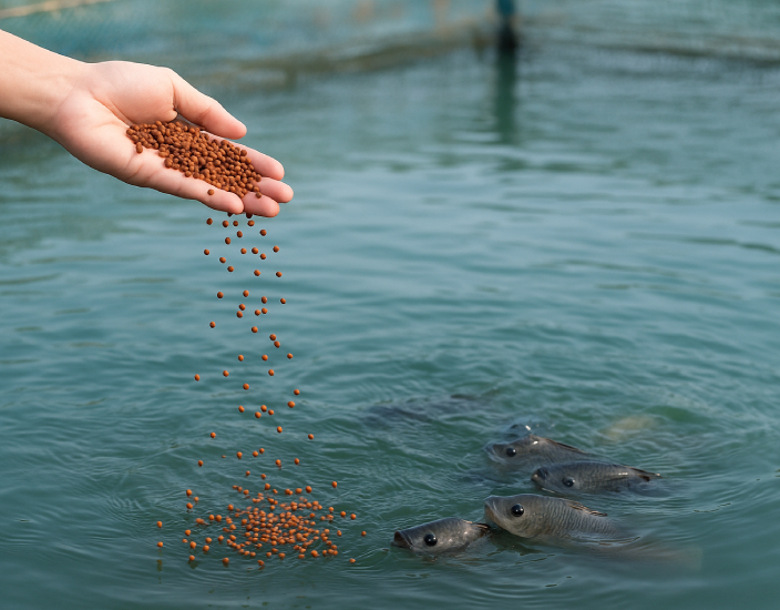 Aquakultur -Feed -Additive, die Sie wissen sollten