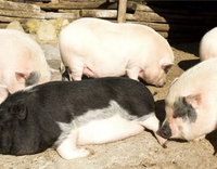 //5mrorwxhommniik.leadongcdn.com/cloud/lkBqnKmmSRololijonkp/Effects-of-zinc-sulfate-monohydrate-on-pigs_703_550.jpg