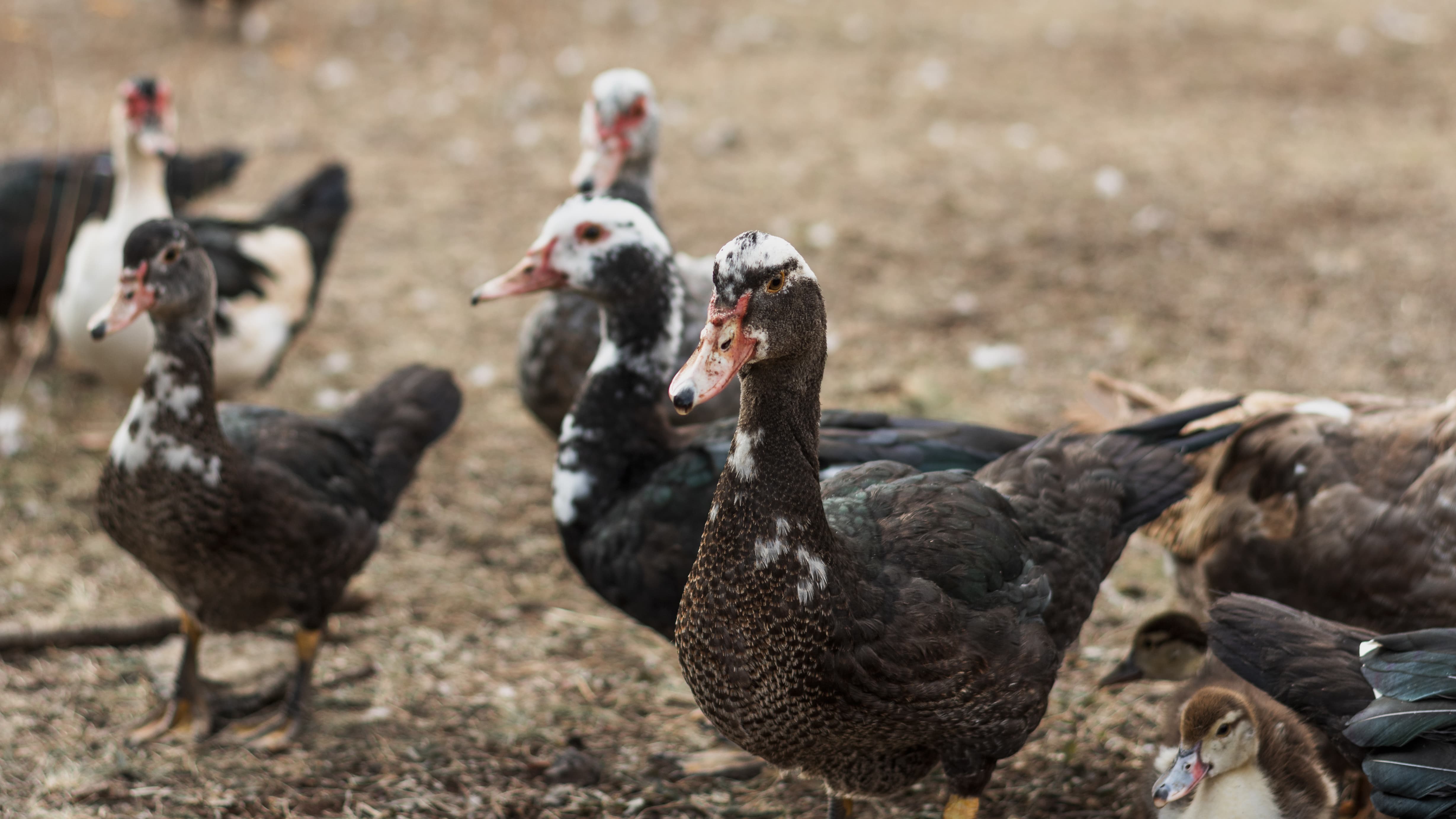 Enten stehen im Hof