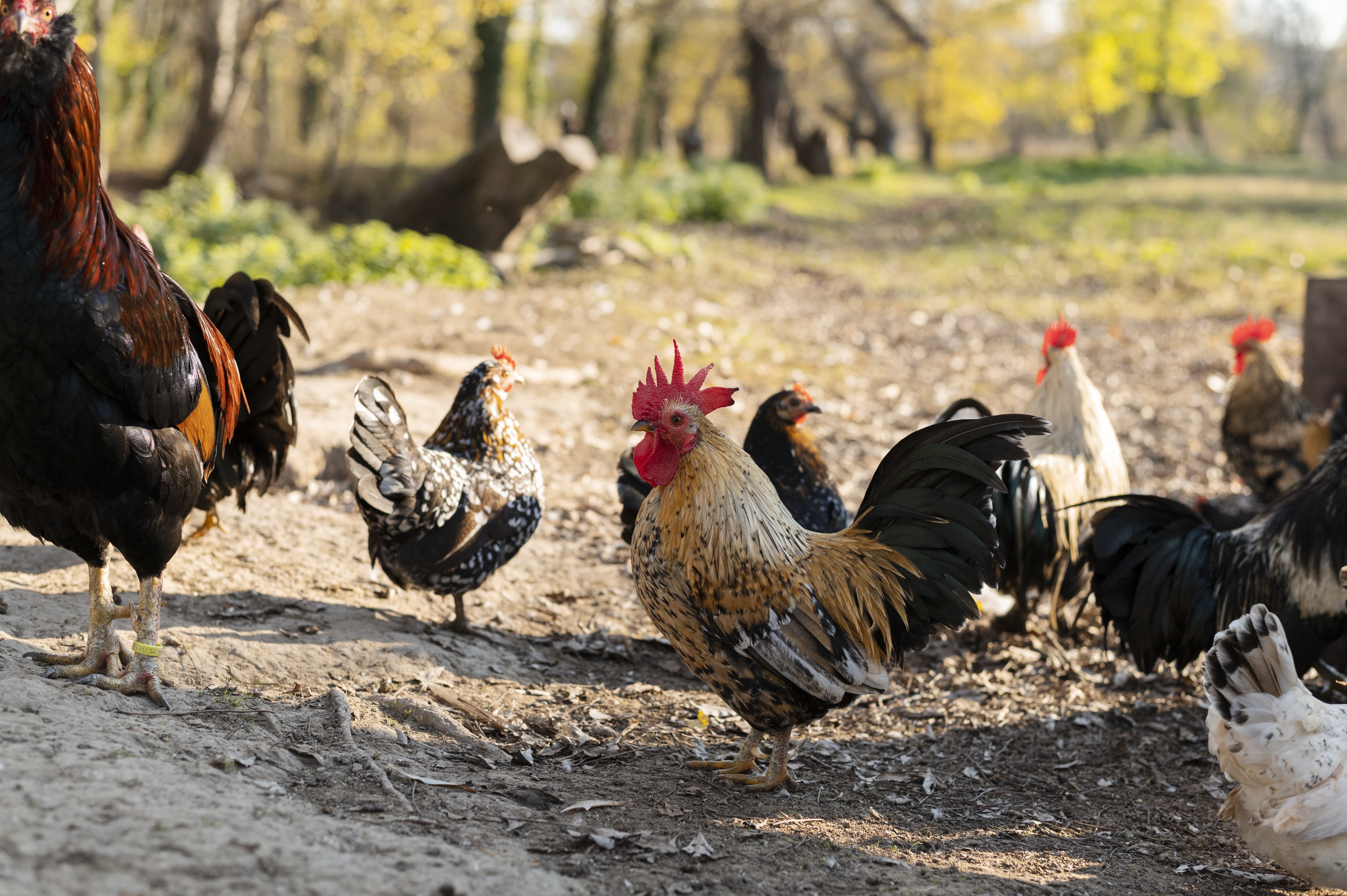 Vitamin für Huhn