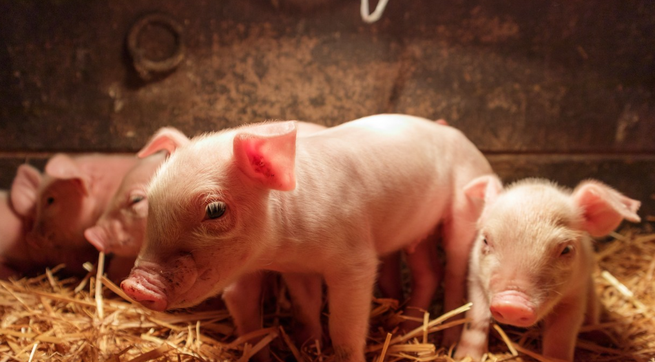 Welche Rolle spielt Vitamine bei der Reproduktion von Schweine?