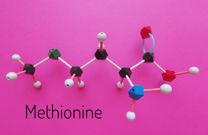 Beziehung zwischen Methionin, Cholin und Betain in der Geflügelernährung