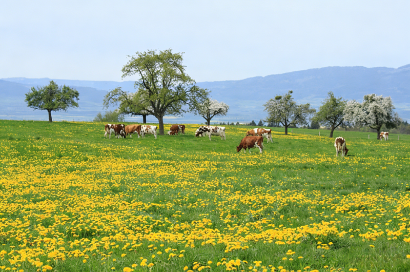 Auswirkungen von Zinksulfat-Monohydrat auf Rinder und Schafe