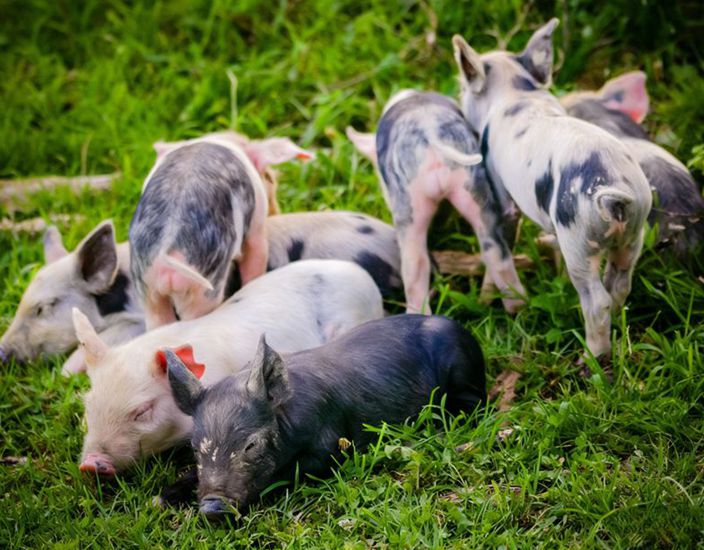 Wissenschaftliche Anwendung und Marktwert von Methionin in Futtermitteln