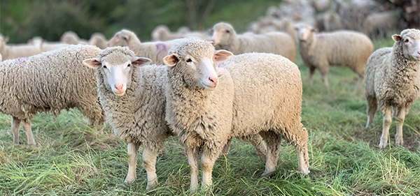 Vorgemischte Futtermittelzusätze