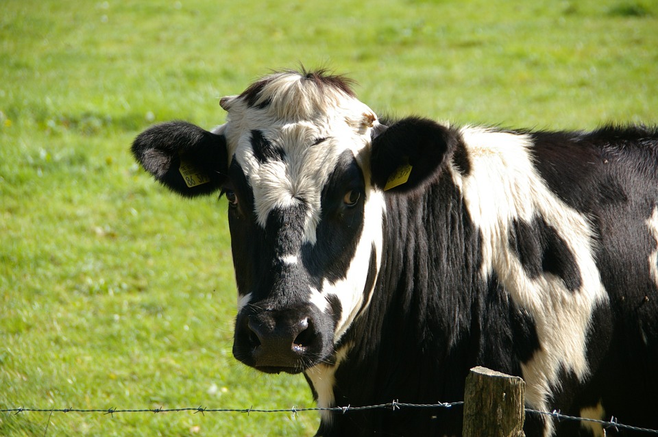 Aminosäuren für Tiere