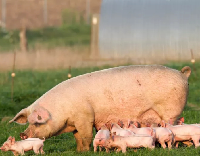 Welche Rolle spielt Vitamine bei der Reproduktion von Schweine?