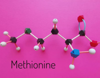 //5mrorwxhommniik.leadongcdn.com/cloud/lnBqnKmmSRklqrlnrkkq/methionine.jpg