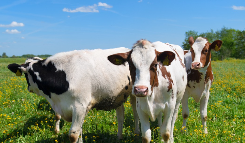Anwendung von Futterzusatzstoffen bei Rindernfütterung