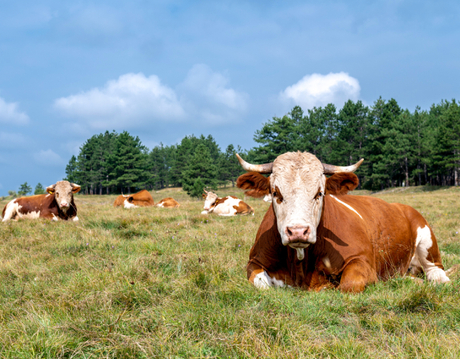 feed grade mdcp for cattle.jpg