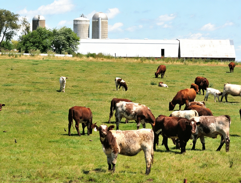 Anwendung von pansengesch&uuml;tztem Methionin bei Wiederk&auml;uern
