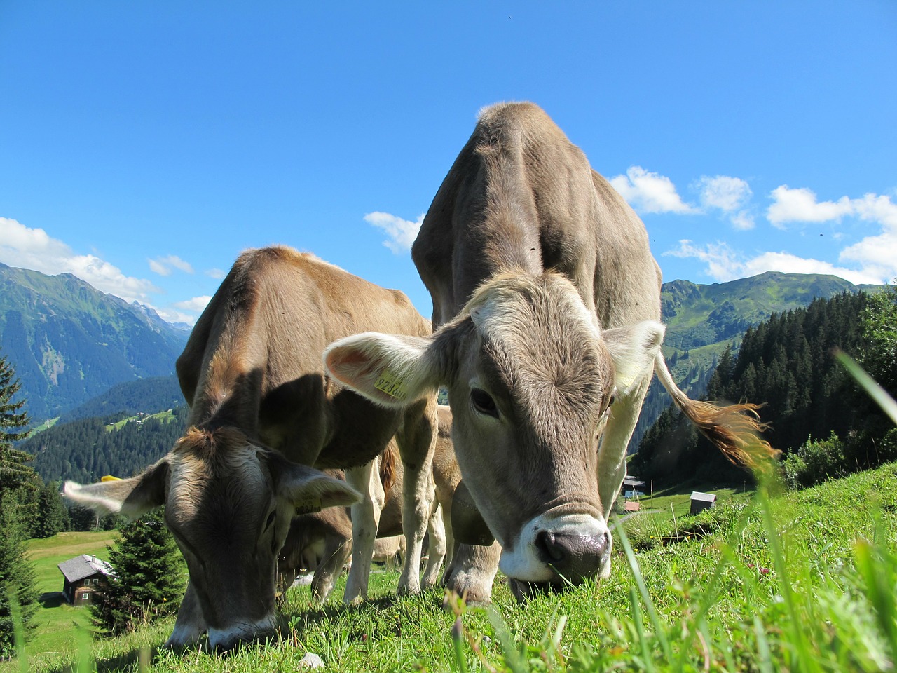 Spurenelementzusätze für Rinder