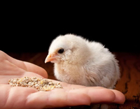 //5mrorwxhommniik.leadongcdn.com/cloud/loBqnKmmSRklljlqqokp/feed-additives-for-broilers.jpg