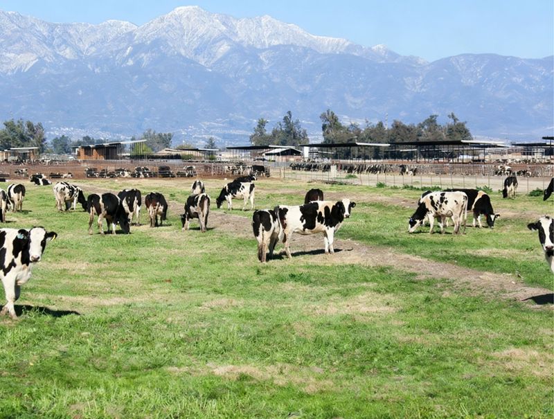 Die wichtige Rolle von Methionin bei Milchk&uuml;hen