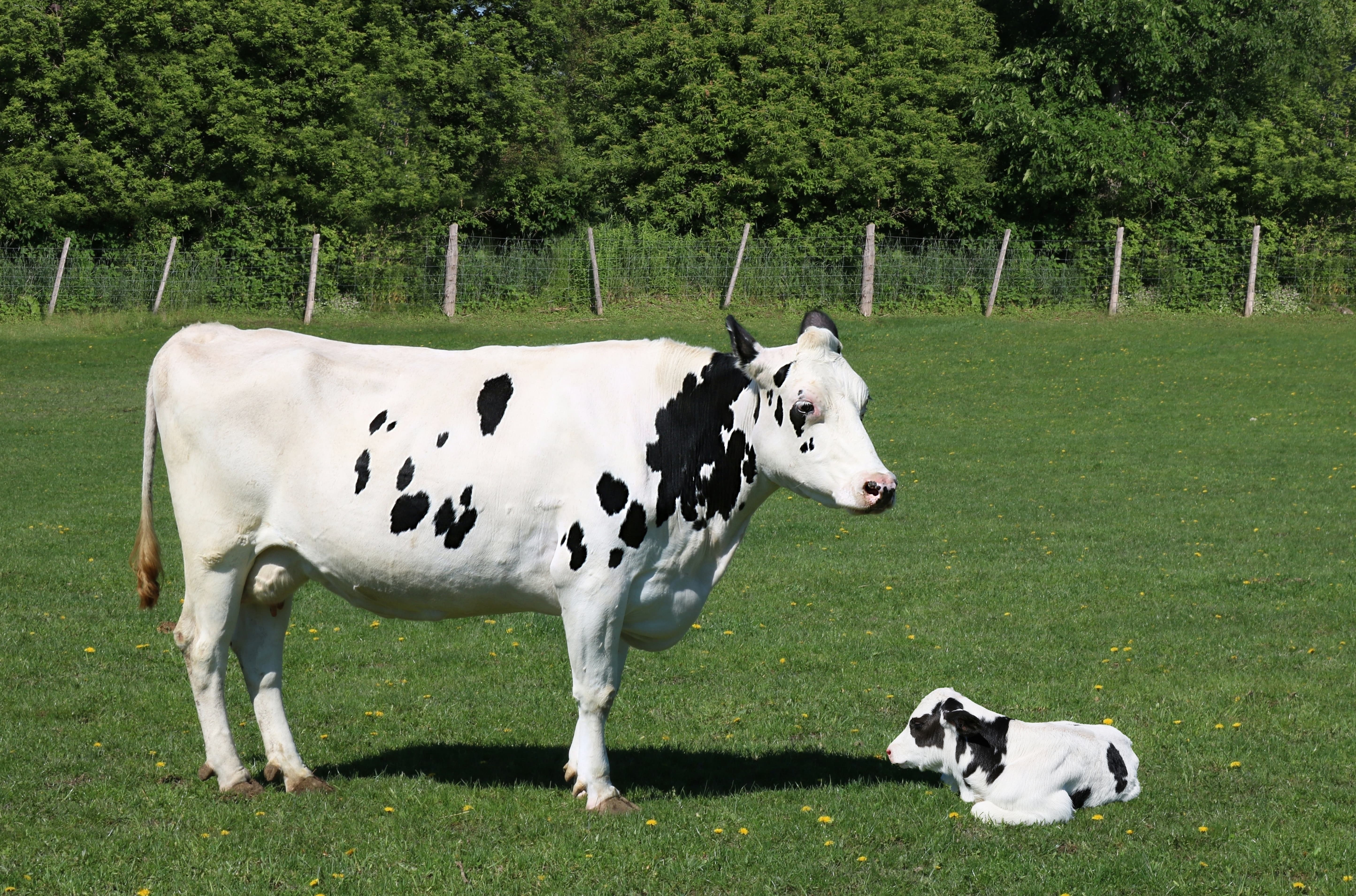 Kuh und Kalb