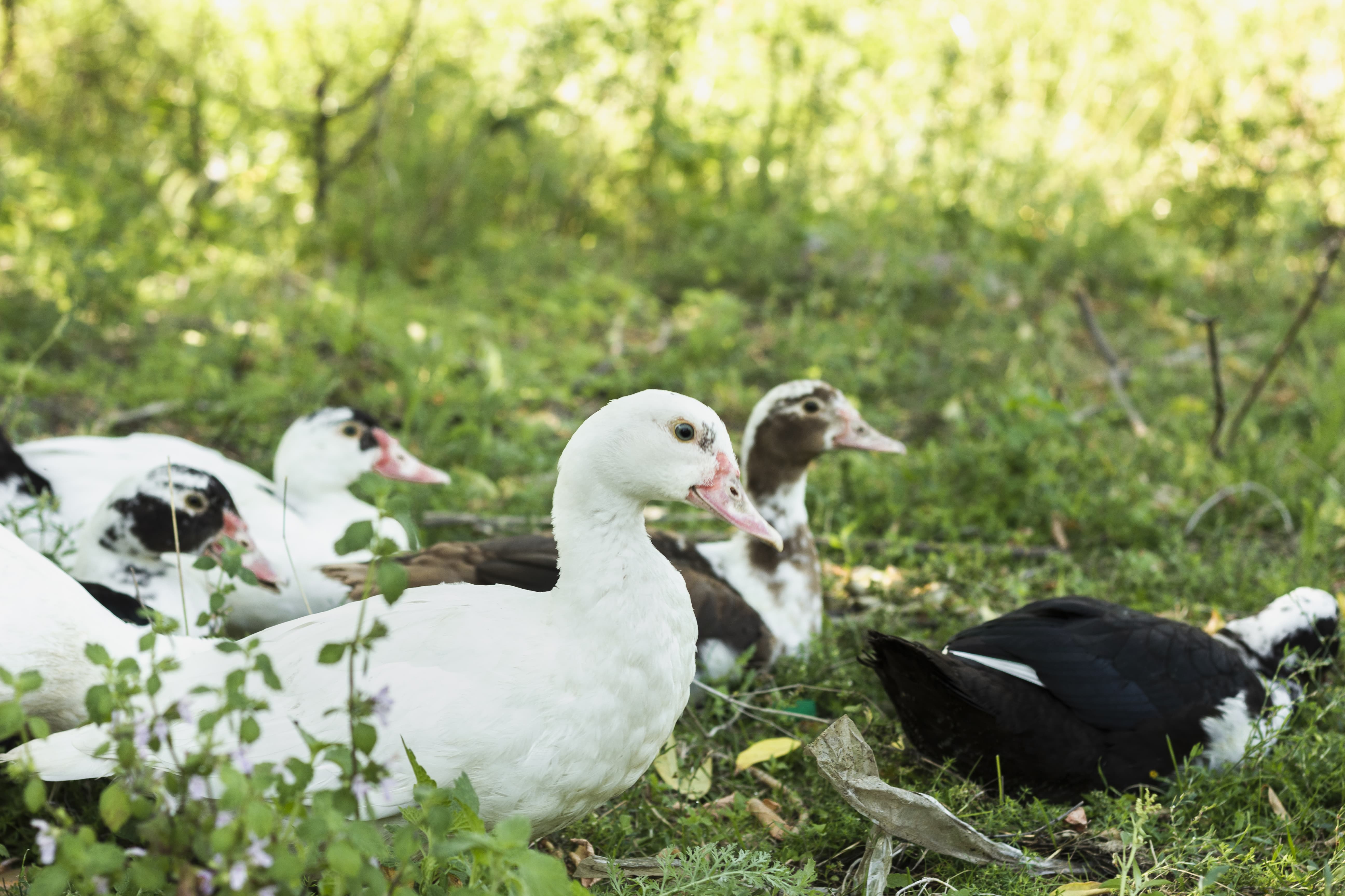 Gruppe Enten