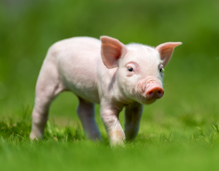 Polifar-Vormischungen für Schweine: Sicherstellung der Ernährung in jeder Wachstumsphase