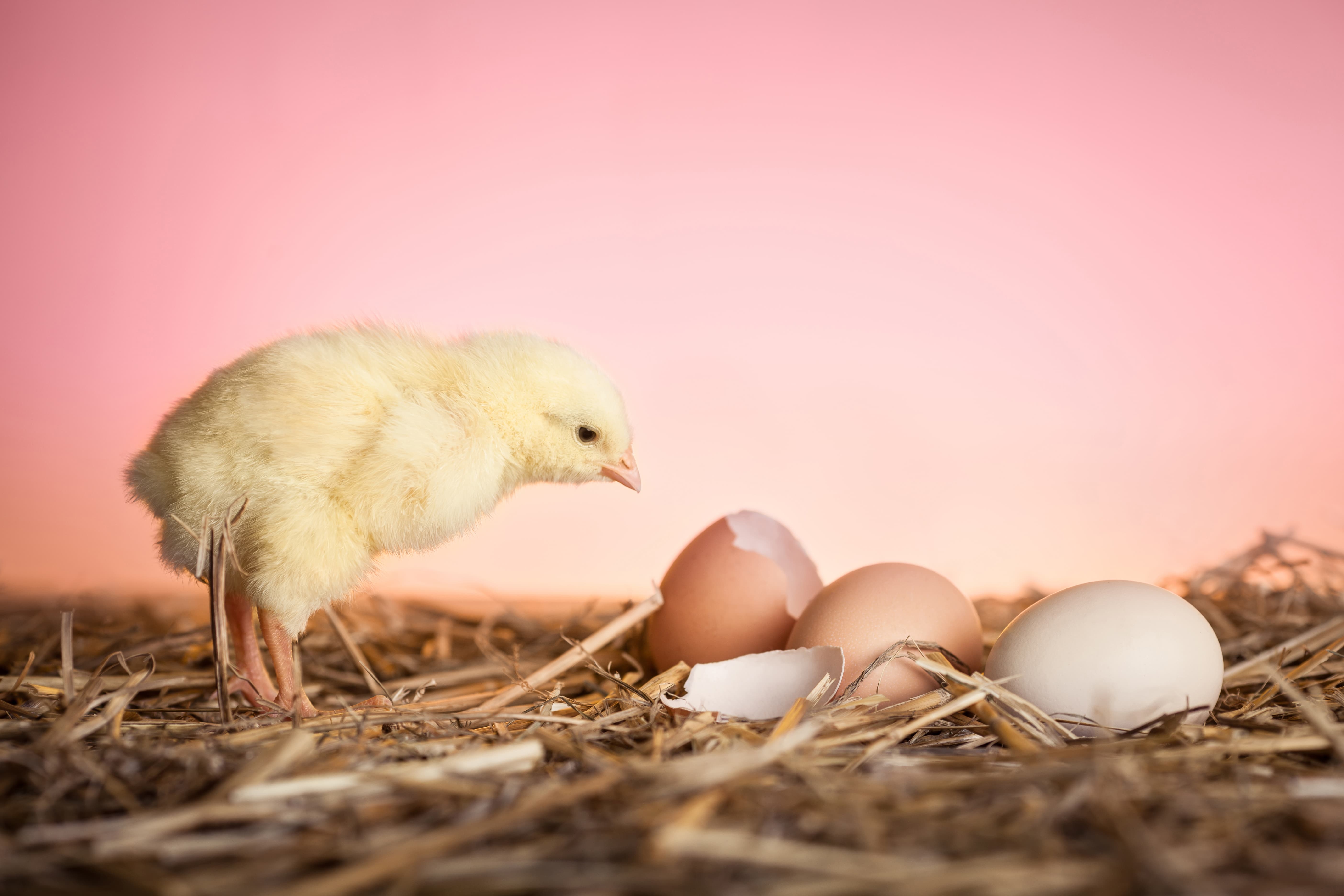 Küken und Eierschale