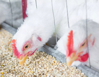 //5mrorwxhommniik.leadongcdn.com/cloud/lrBqnKmmSRjlnlrmklkp/feed-additive-for-poultry.jpg