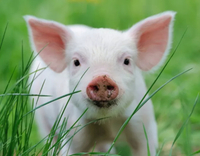 //5mrorwxhommniik.leadongcdn.com/cloud/lrBqnKmmSRklrokjqokp/feed-additives-for-pigs.jpg