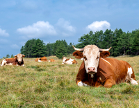 //5mrorwxhommniik.leadongcdn.com/cloud/lrBqnKmmSRmkjnijmrkp/cows-are-resting.jpg