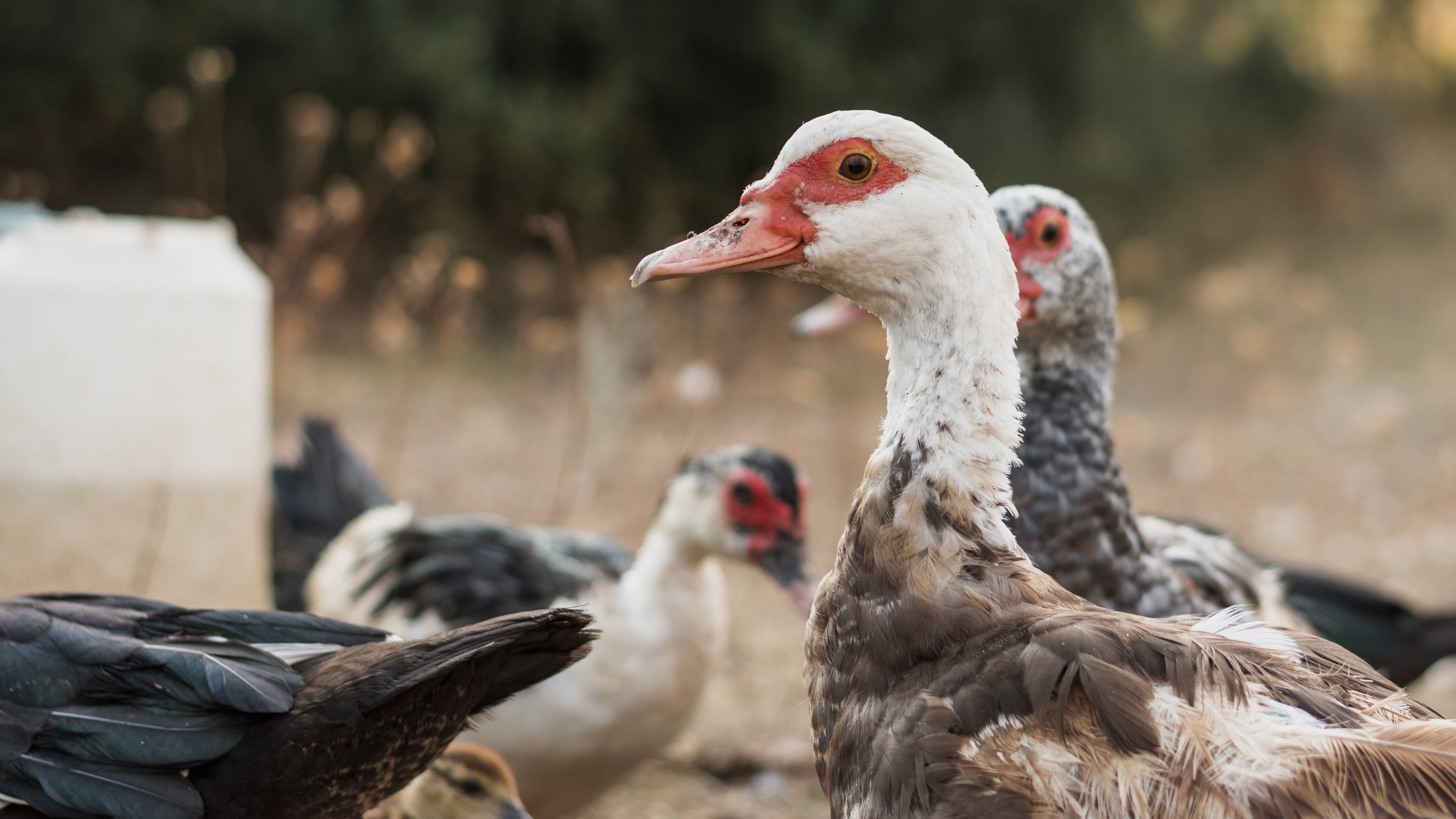 Gruppe Enten