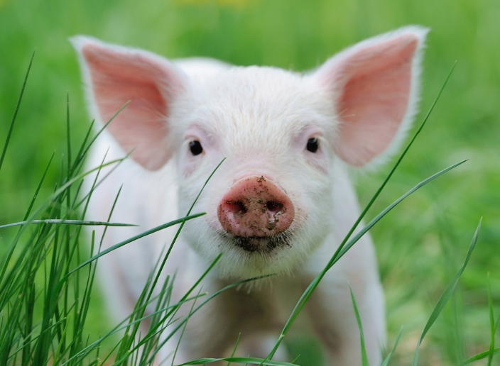 Zu beachtende Punkte bei der Zugabe von Futterzusätzen zum Schweinefutter