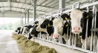 Tiergesundheit von Wiederkäuern 