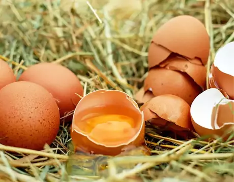 Feed Additive Choline Chloride.webp