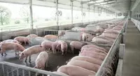 Ernährungsformeln für Schweine 