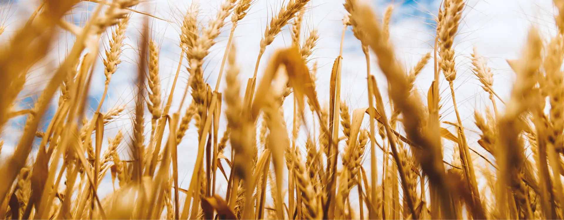 Polifar protects food security (3)