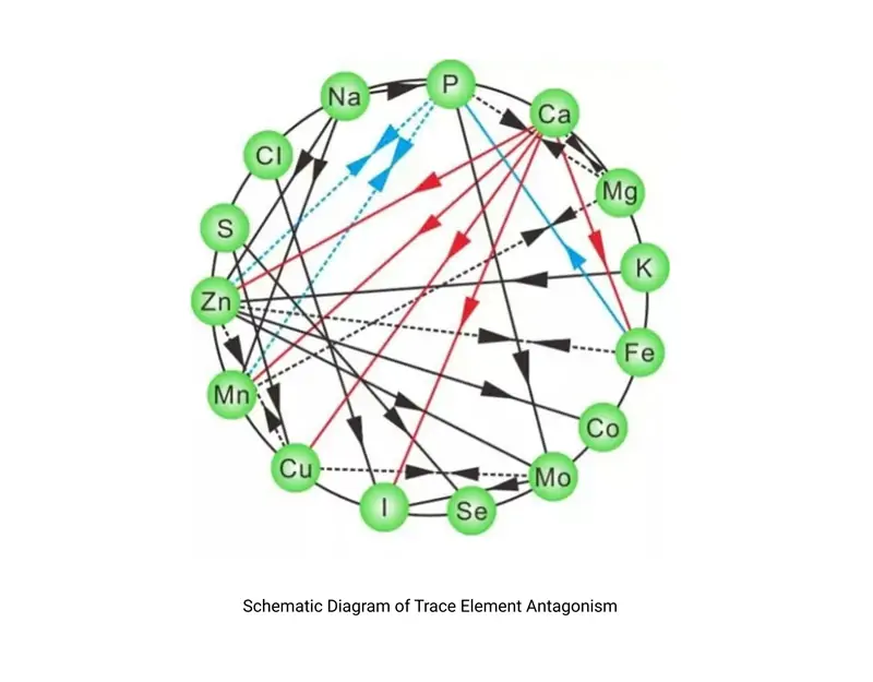 Schematische Darstellung des Spurenelement-Antagonismus