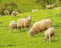 //5mrorwxhommniik.leadongcdn.com/cloud/pnBqnKmmSRplljqolqkm/Manganese-Sulphate-for-Ruminants_703_550.webp