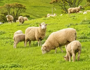 Manganese Sulphate for Ruminants_703_550.webp