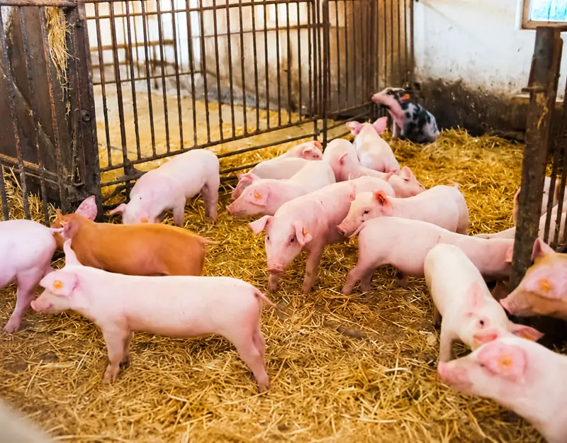 98,5 % Lysinhydrochlorid wurde speziell f&uuml;r Schweine entwickelt.