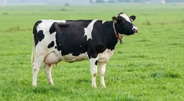 Dairy cows